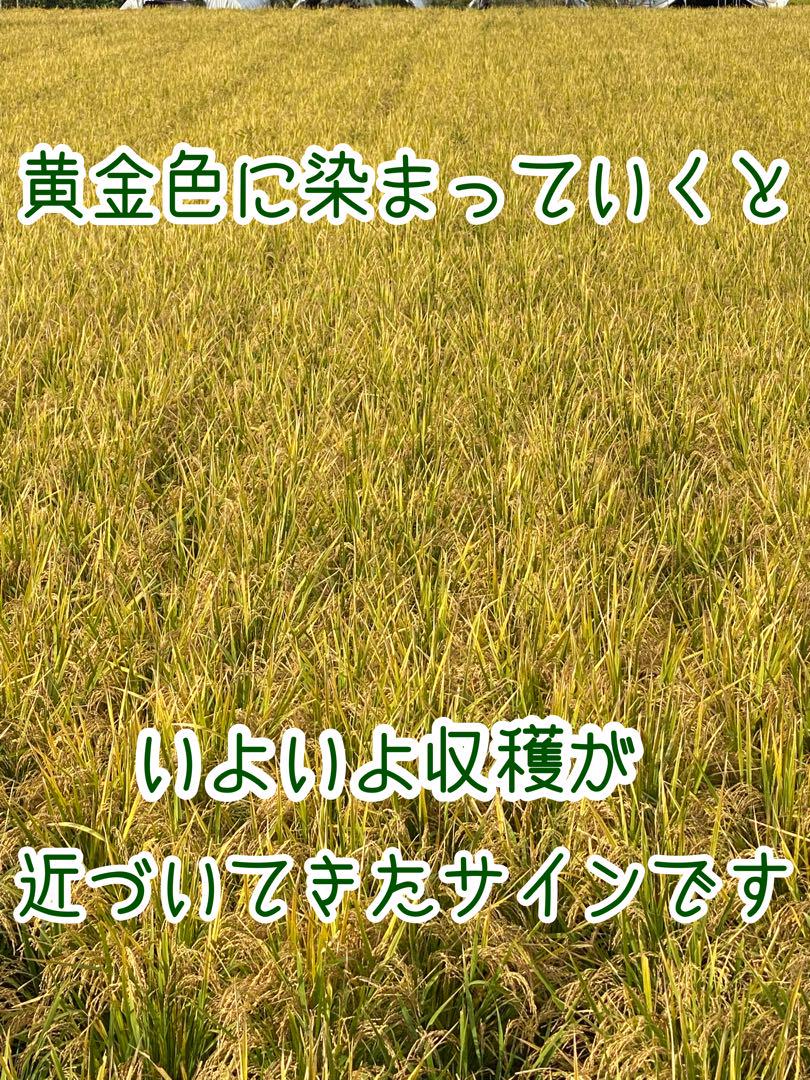 おポンさん専用ヒノヒカリ