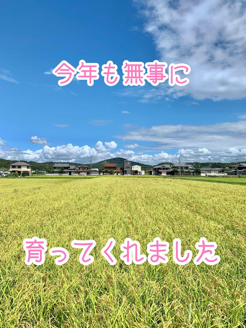 おポンさん専用ヒノヒカリ