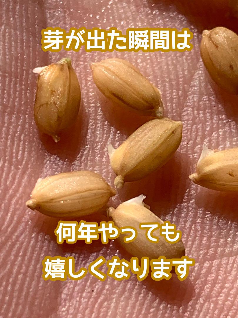 おポンさん専用ヒノヒカリ