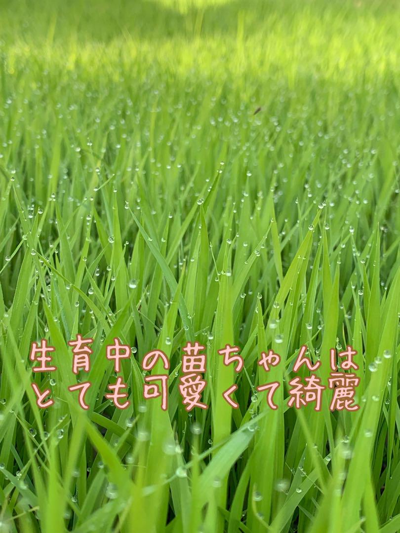 おポンさん専用ヒノヒカリ