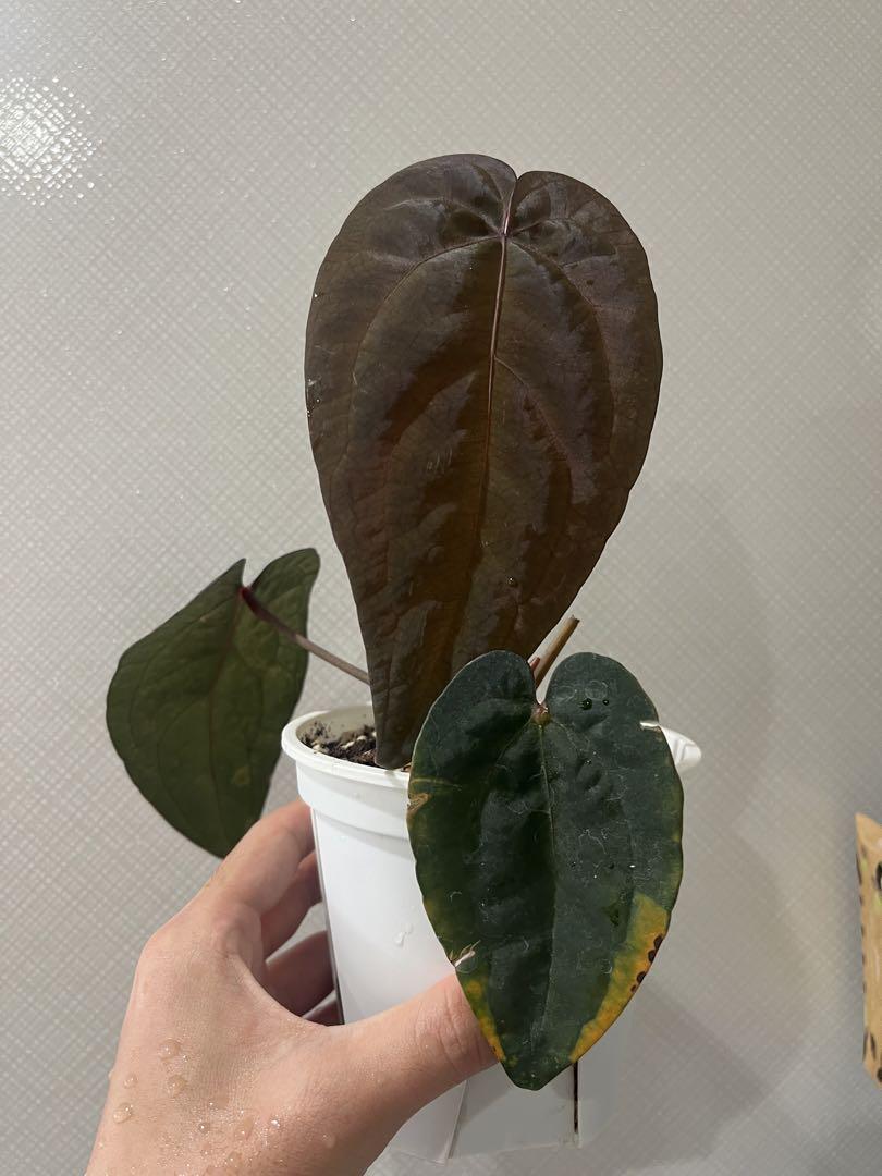 アンスリウム　Anthurium ‘Ace of Spades’ 実生
