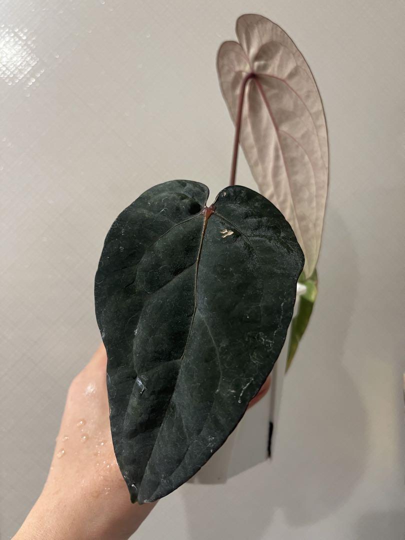 アンスリウム　Anthurium ‘Ace of Spades’ 実生