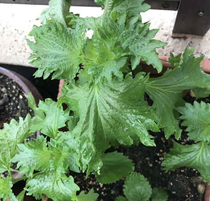 有機栽培 無農薬 大葉青しそ抜き苗 - メルカリ 有機栽培 無農薬 大葉青しそ抜き苗 - メルカリ