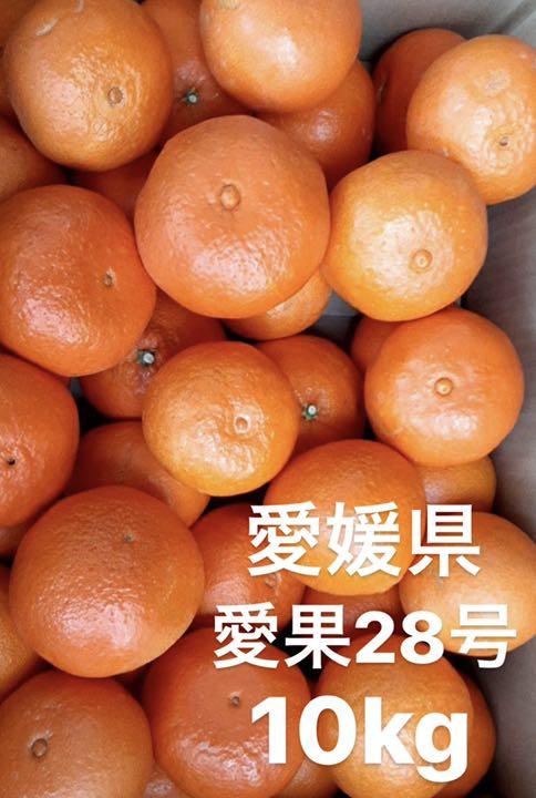 爆安プライス ○愛媛県 愛果28号 10kg - 期間限定開催! - sortir.nc 爆安プライス ○愛媛県 愛果28号 10kg - 期間限定開催! - sortir.nc