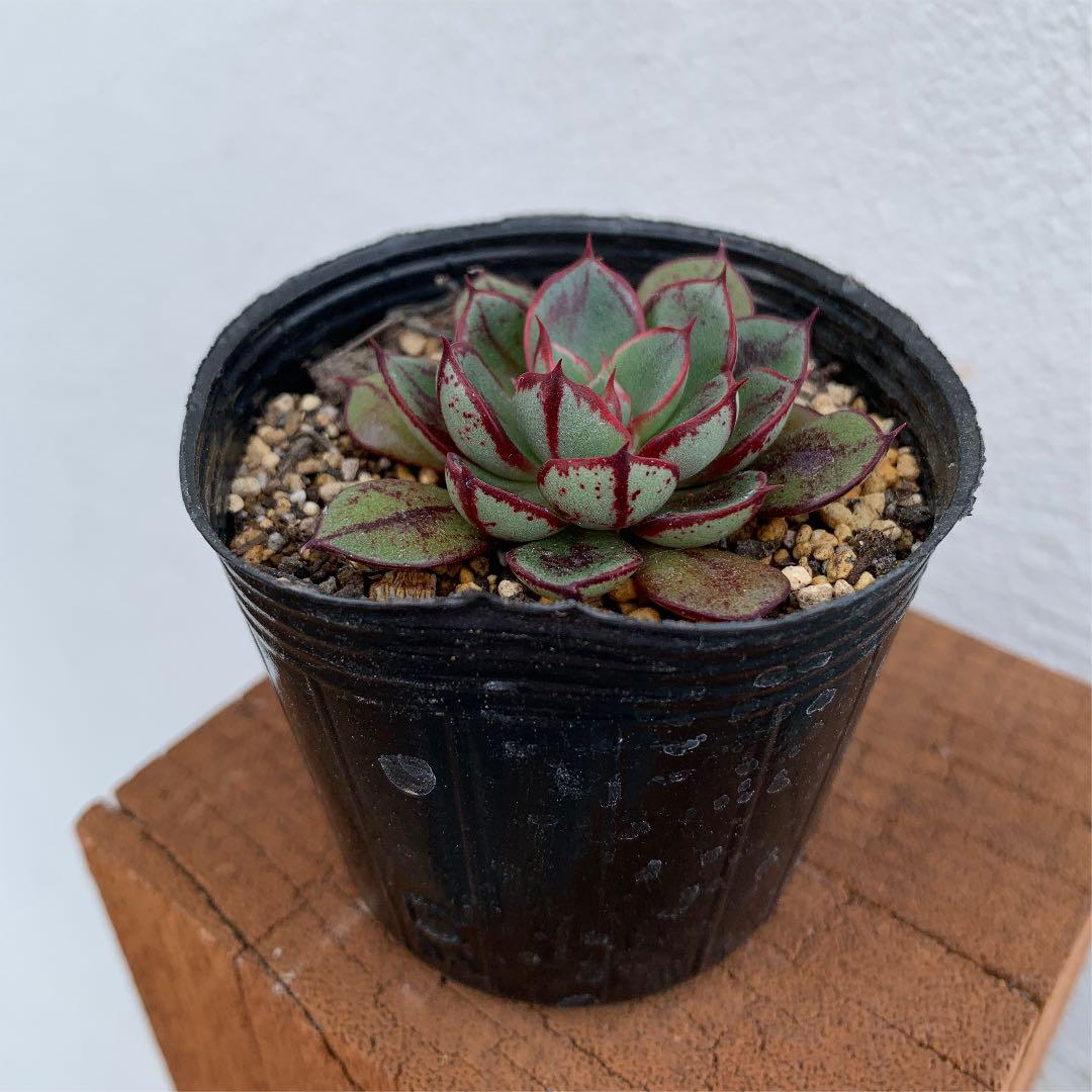 予約販売 多肉植物 紅手鞠 おらいさん ミックスベリア - 植物/観葉植物