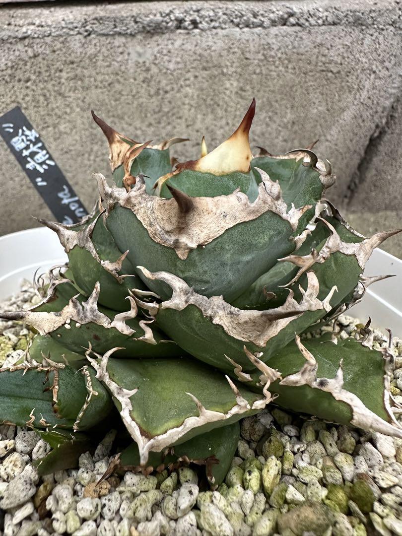 アガベ チタノタ　清櫻　④