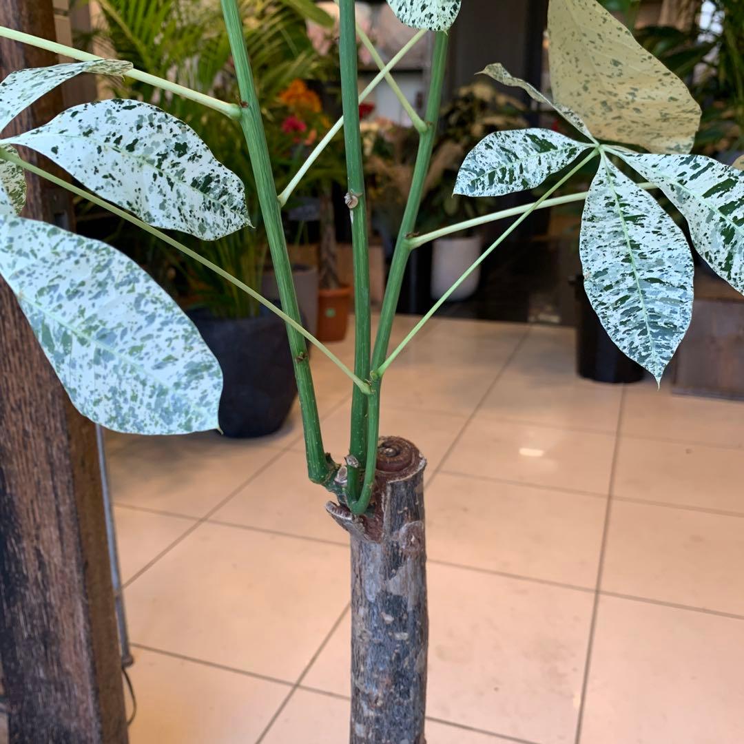 パキラ ミルキーウェイ YUZUMIYA_COM