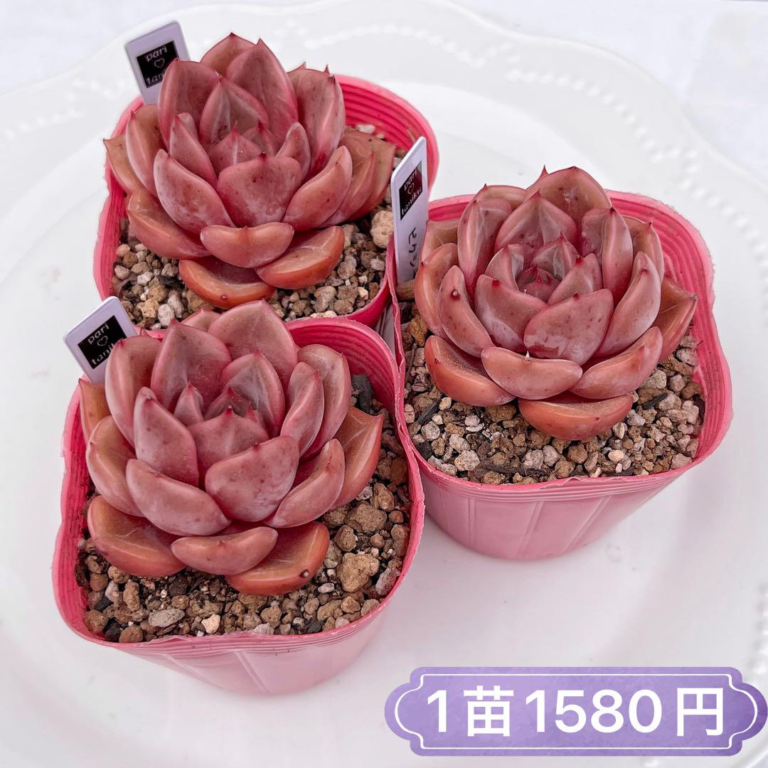 多肉植物　ピクシープラム　韓国苗