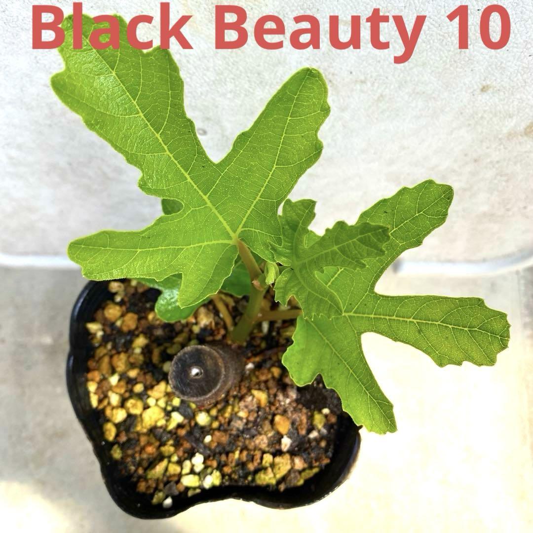 イチジクの良苗。Black Beauty 10