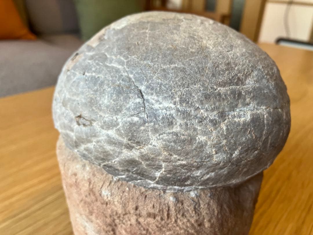 ハドロサウル科の卵の化石【証明書付】 ハドロサウル科の卵の化石【証明書付】