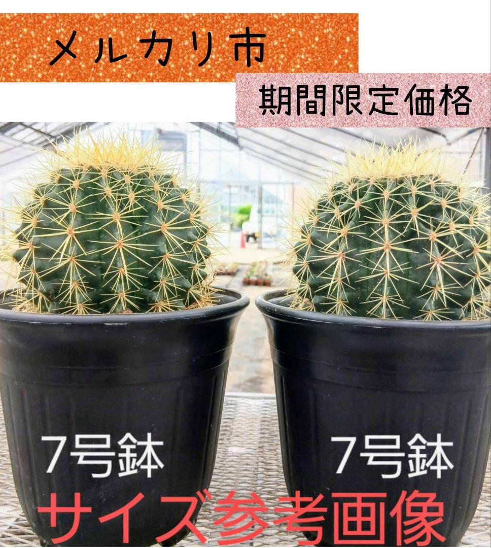 期間限定価格】サボテン エキノカクタス 金鯱 抜き苗 2個 - メルカリ