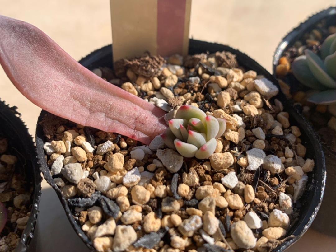 24H限定 ❁多肉植物 ミックスベリア6種セット 抜き苗 eKvEL-m37657240747 おらいさん苗 激安大特価
