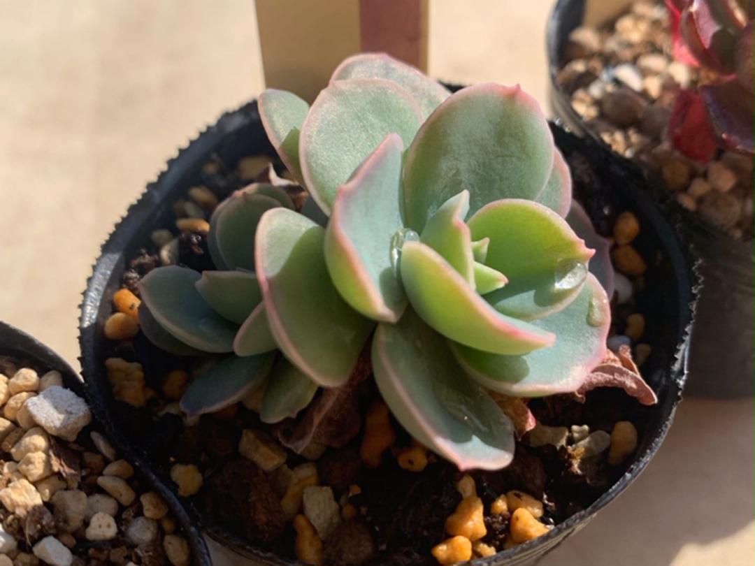 24H限定 ❁多肉植物 ミックスベリア6種セット 抜き苗 eKvEL-m37657240747 おらいさん苗 激安大特価