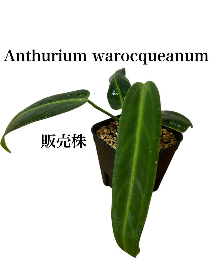 アンスリウムワロクアーナムAnthurium warocqueanum