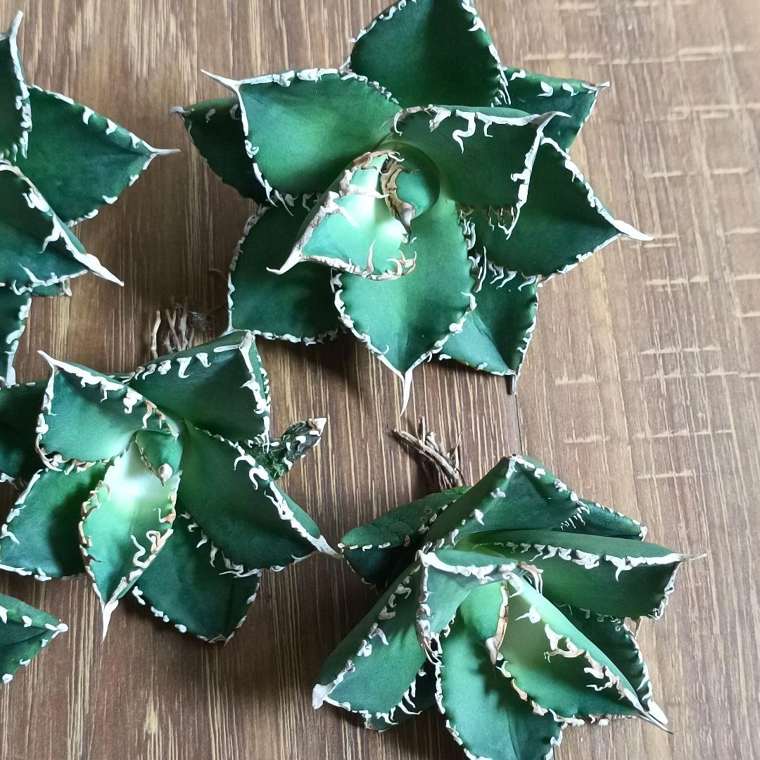 アガベ チタノタ