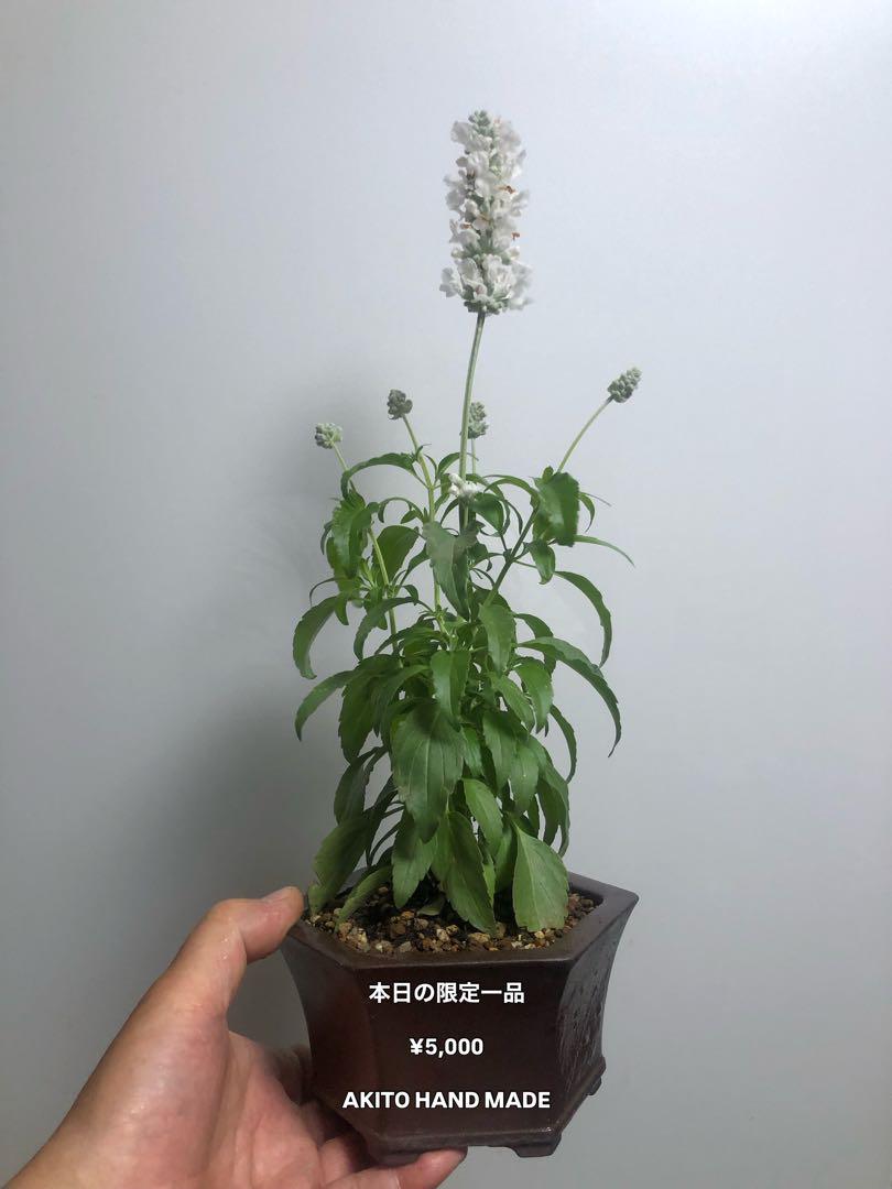 ーAKITO HAND MADEー 白い花が綺麗な 登窯六角鉢合わせーー粋ーーー