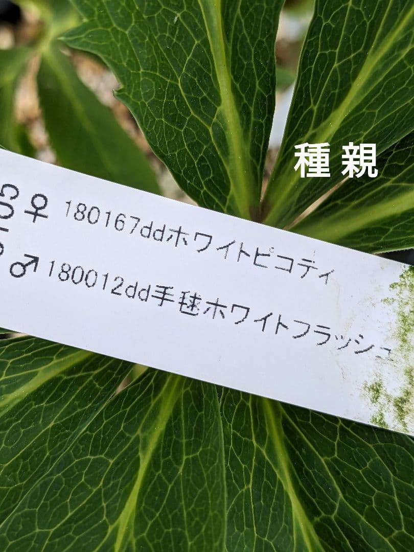 最適な材料 クリスマスローズ種子 (4/15採取分) 植物/観葉植物 - www