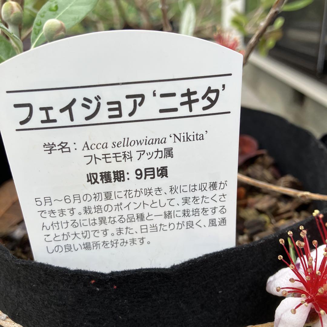 開花苗　フェイジョア 'ニキタ' 3年もの　無農薬