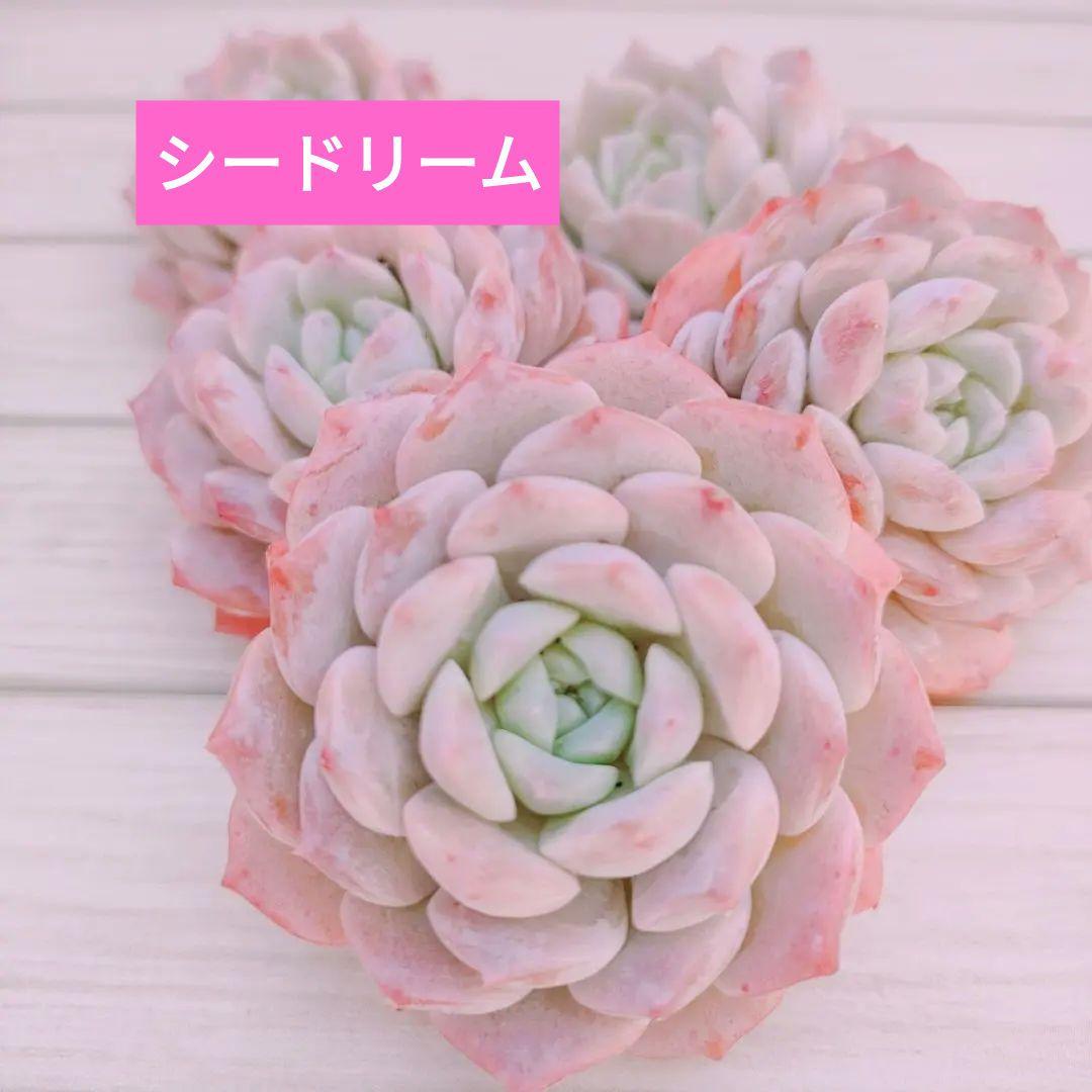 シーンを問わず心強い味方♪ベルト付きヨークデザインロング