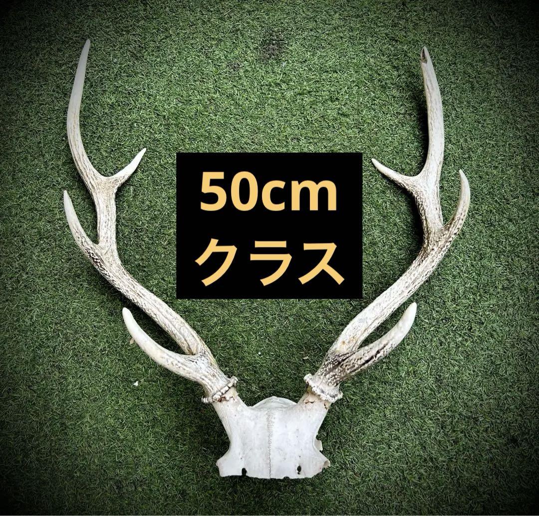 (3/18まで限定！送料無料)①鹿 角 刀掛け 鹿角 鹿ツノ ニホンジカ DIY