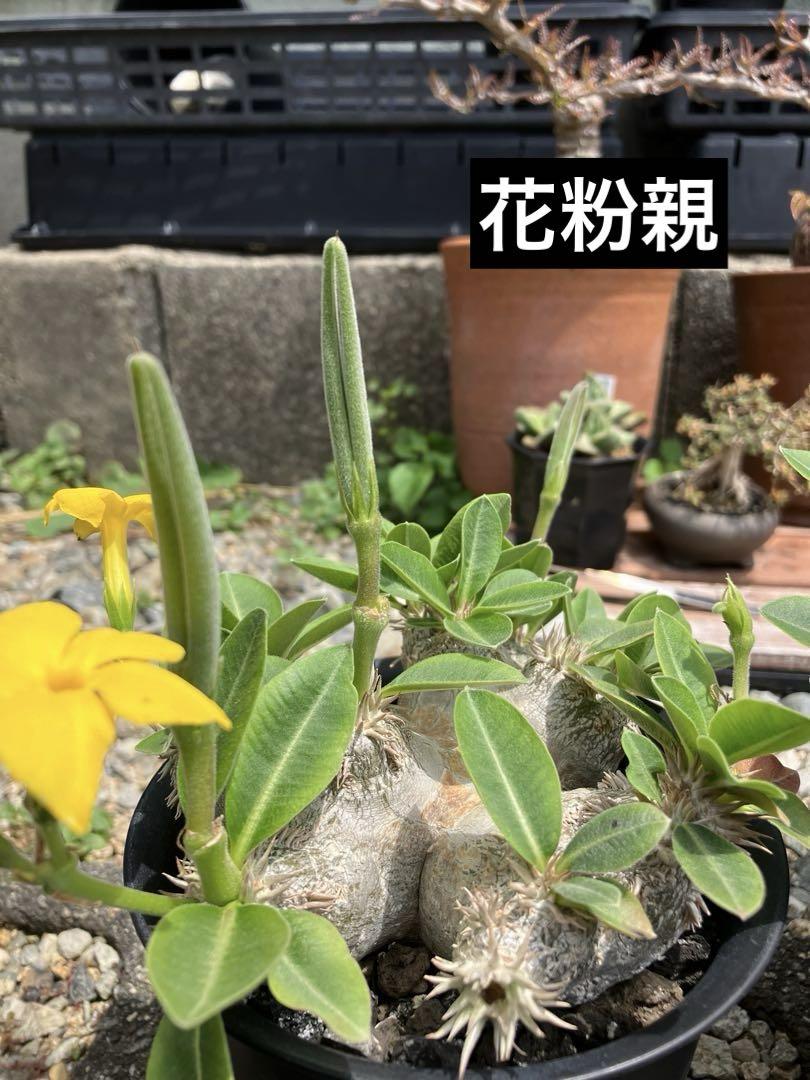 【colorful様向け】パキポディウム ブレビカウレ 自宅採種種子 100粒 パキポディウム ブレビカウレ 黄色花 自家採取 種子10粒+@