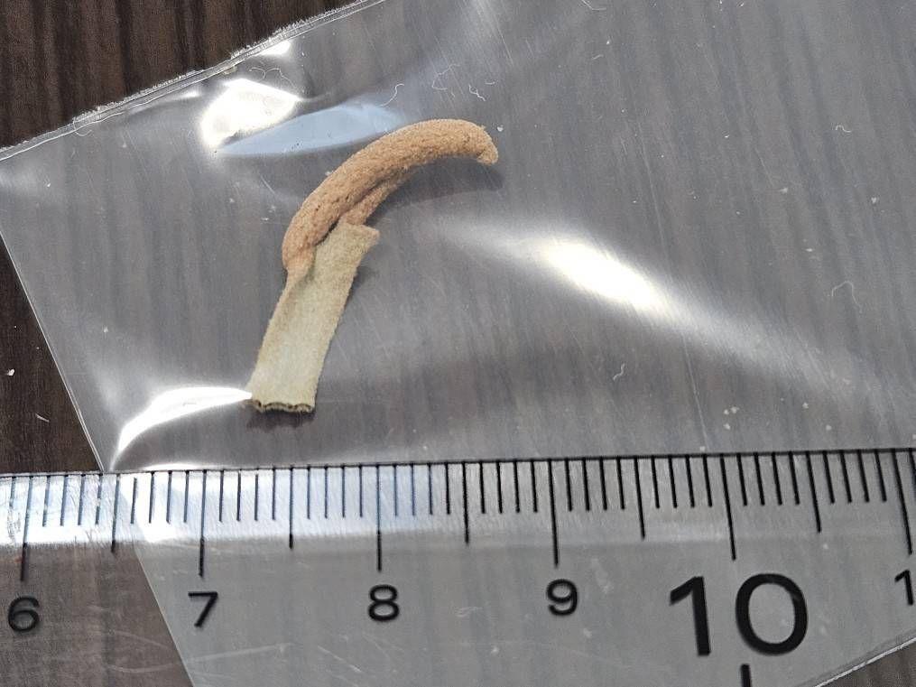 葉っぱ様ご確認用 ウィリンキーイエロームーンドワーフトトロ 前葉体 胞子体