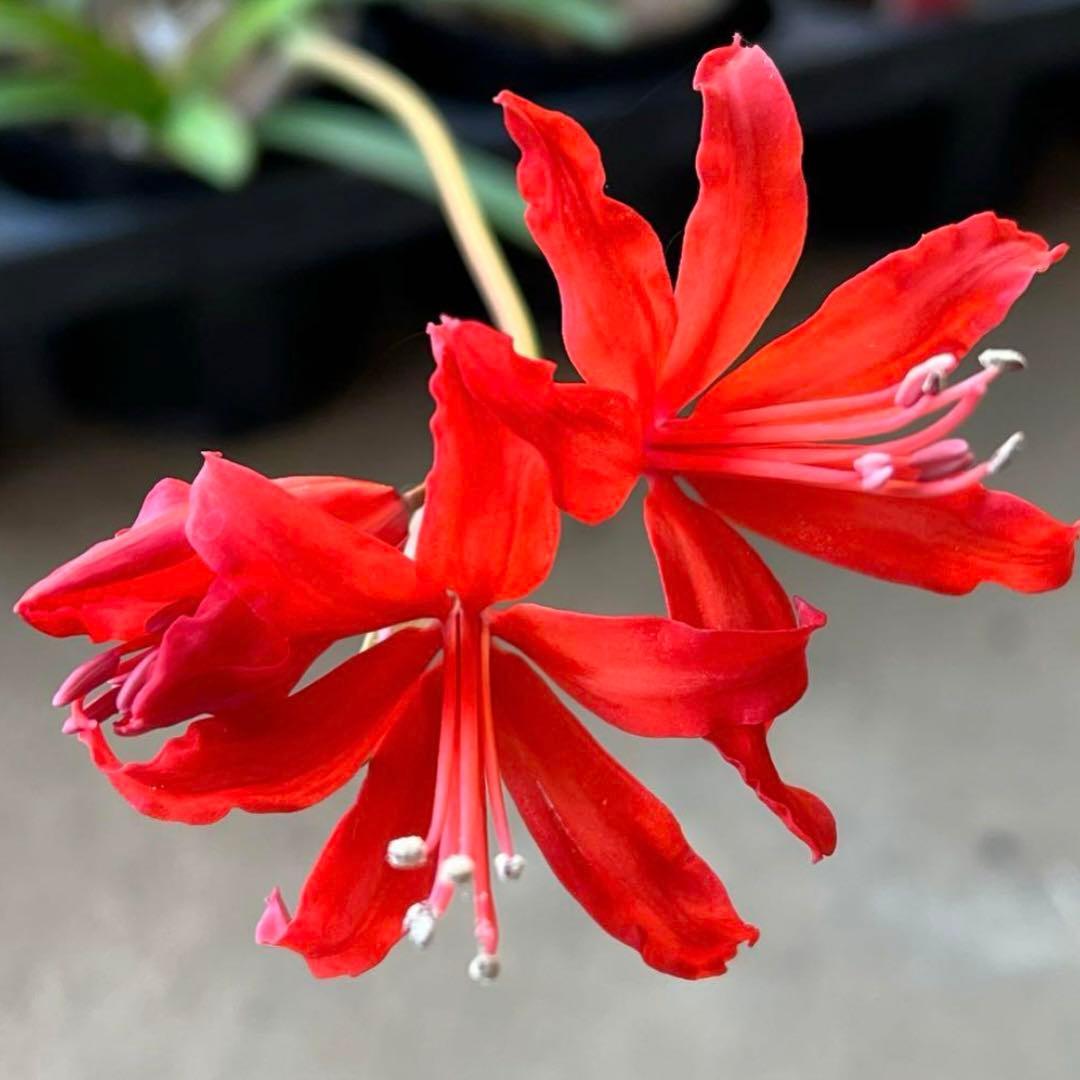 ネリネ ダイヤモンドリリー 球根 100球 苗 ネリネ ダイヤモンドリリー 球根 100球 苗