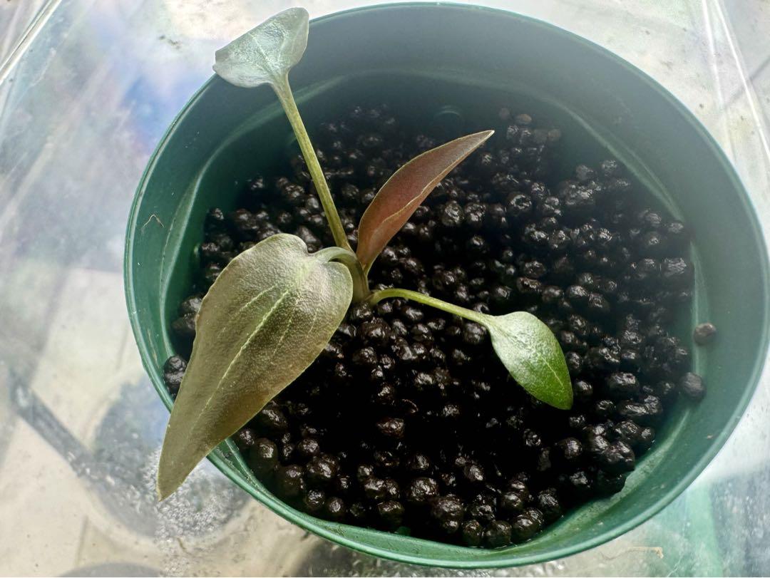 LA便 きやすく Cryptocoryne sp. Min-2 Philippines