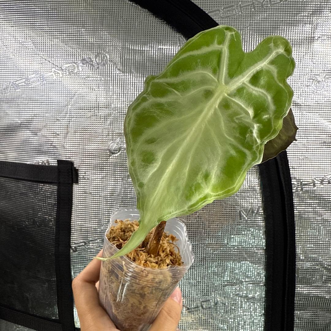 アロカシア ヴェノム Alocasia 'Venom' 管理番号m25