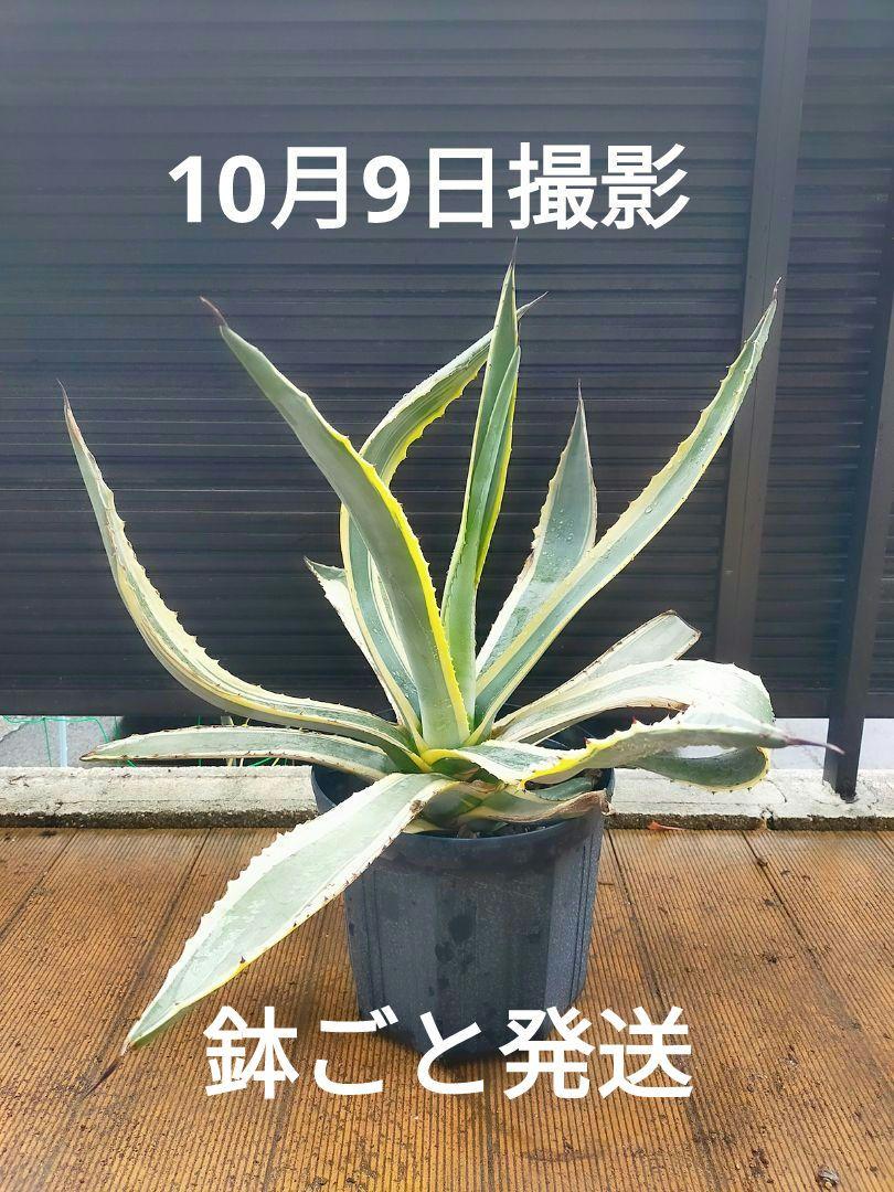 ☆観葉植物☆アガベ　アメリカーナ　黄斑　大株　鉢のまま発送