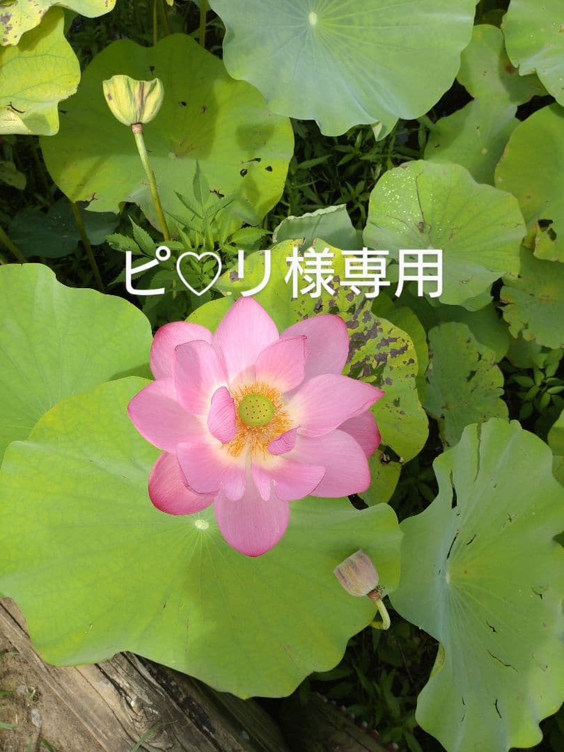 ピモリ様専用　ミラージュ筆10本