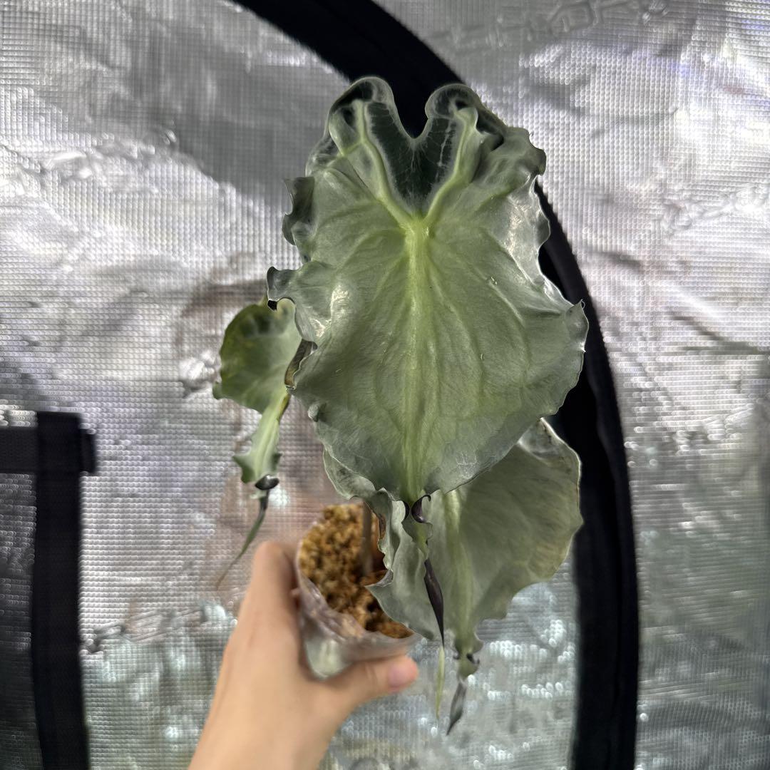 アロカシア ヴェノム Alocasia 'Venom' 管理番号3