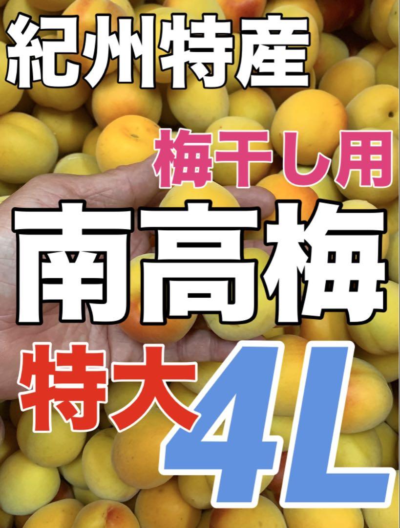1219【秀品】特大4L5kg 梅干し向け黄色南高梅　ほぼ完熟　キルトパッチ梅店