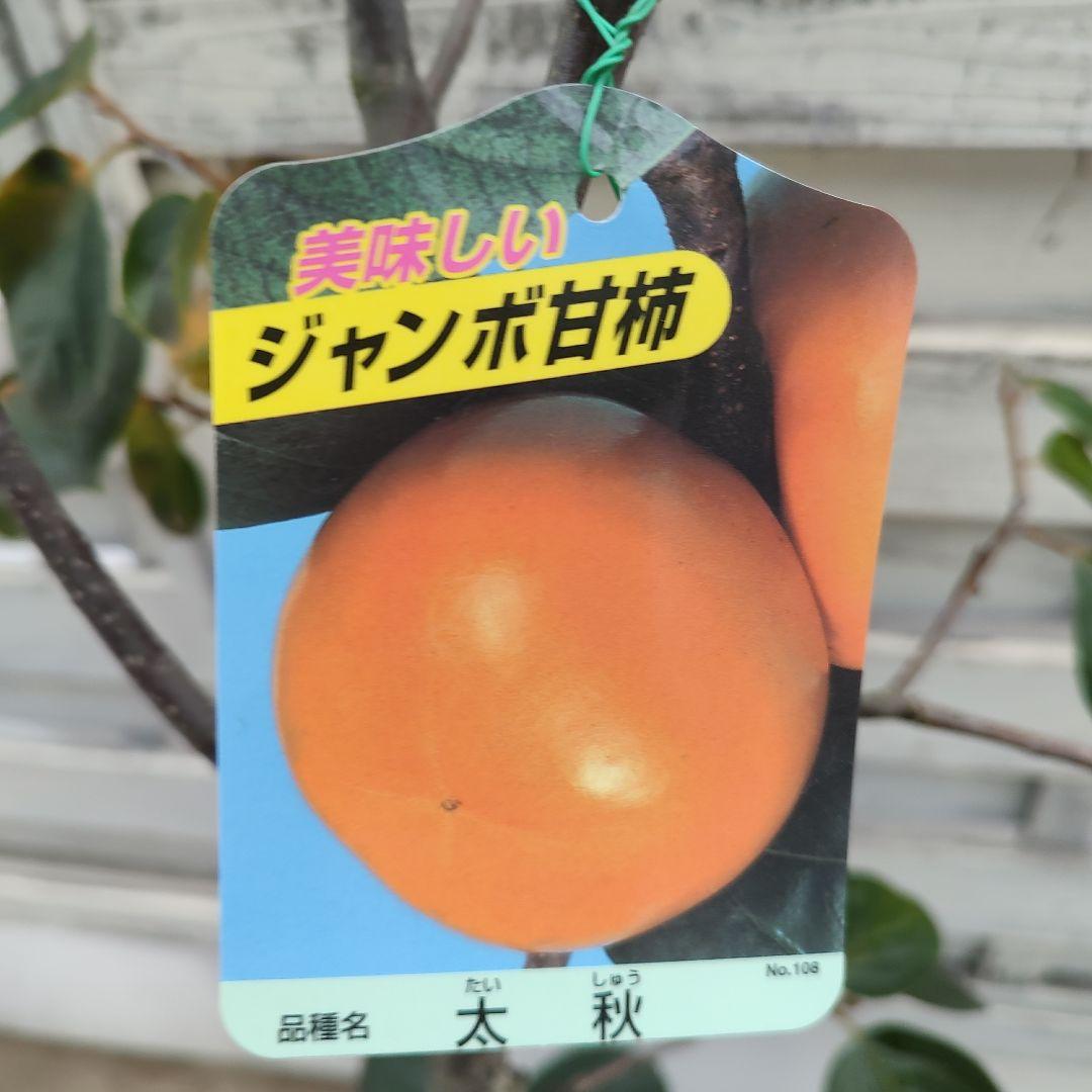 太秋柿 たいしゅう 5年生 柿やや傷や汚れあり YUZUMIYA_COM