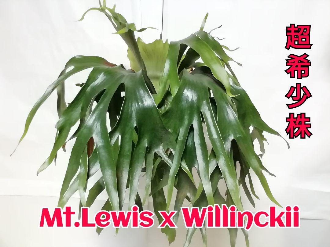 Mt,Lewis　x　Willinckii 　マントルイス✖️ウイリンキーレア株