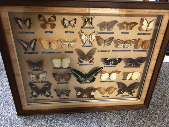 Butterfly collection
