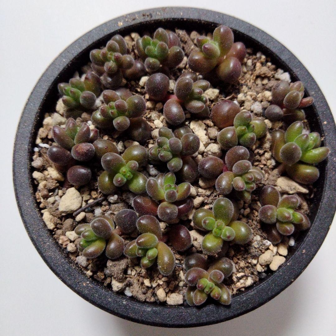 ネコポス 玉葉 多肉植物 カット苗 - メルカリ ネコポス 玉葉 多肉植物 カット苗 - メルカリ