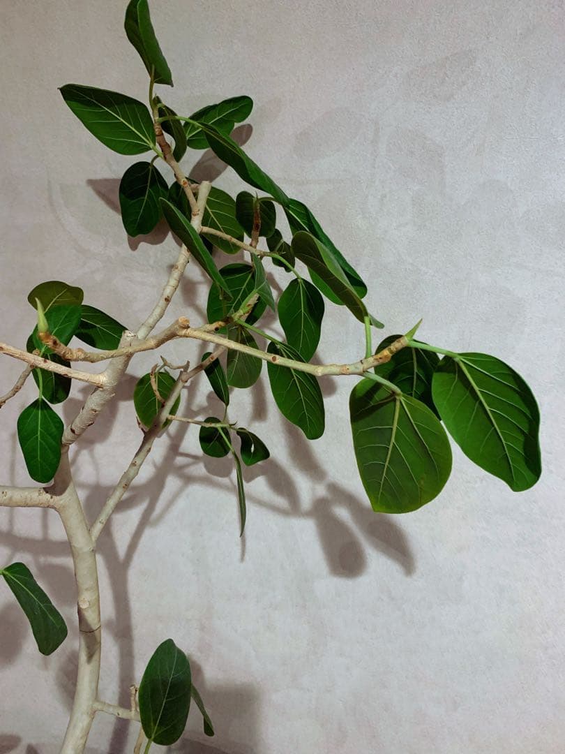 アンドプランツ