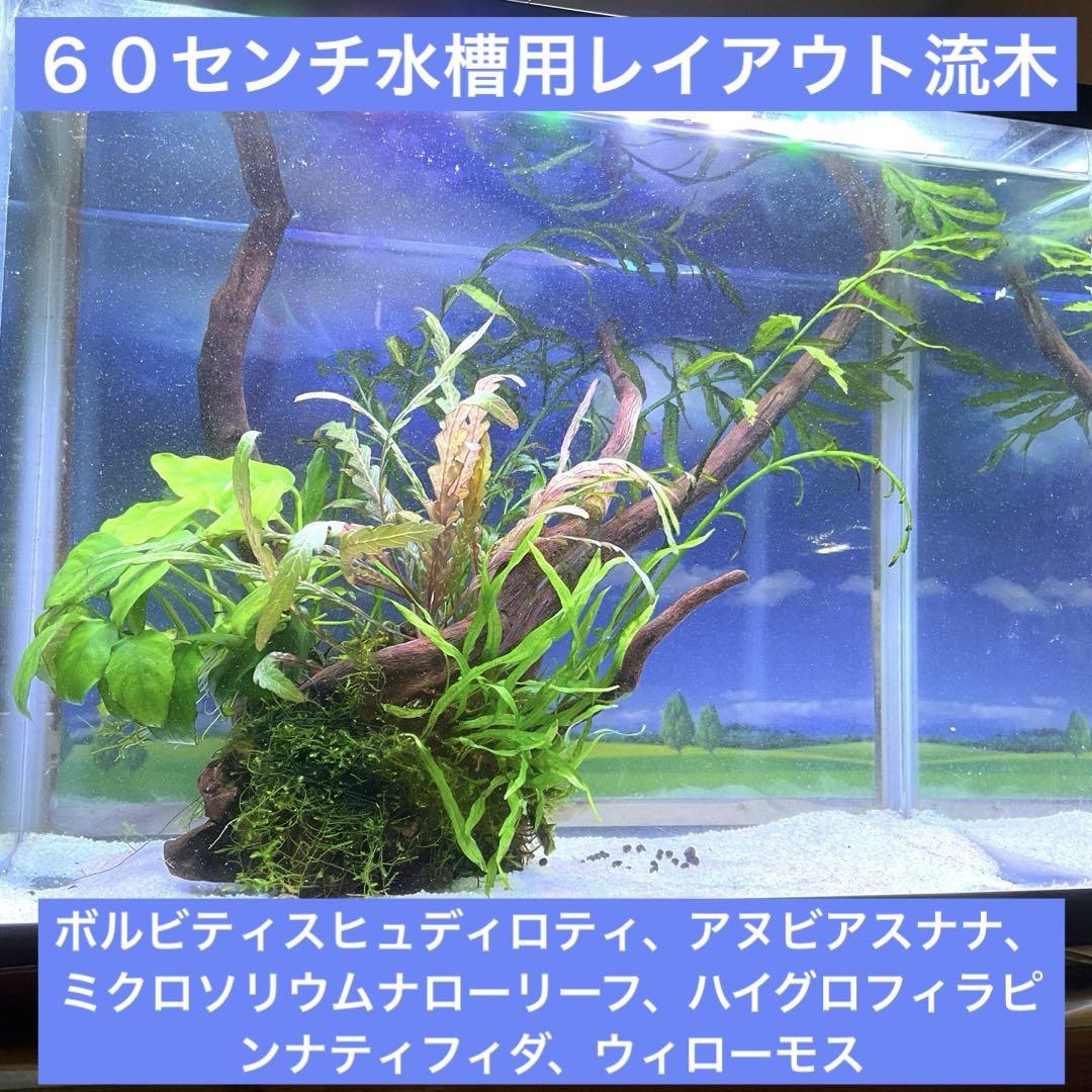 陰性水草レイアウト流木　60センチ水槽用大型ブランチウッド　水草5種使用