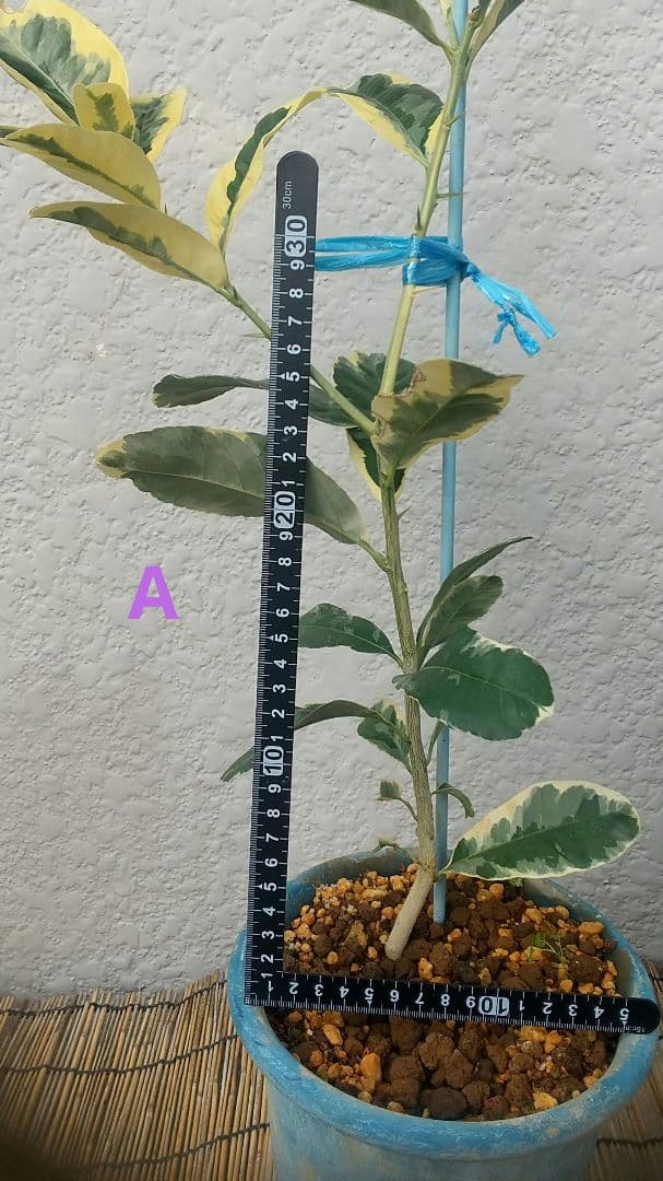 ☀斑入り仏手柑苗 【特価整理出品】 挿し木苗、接ぎ木苗出品前確認用です。 ☀斑入り仏手柑苗 【特価整理出品】 挿し木苗、接ぎ木苗出品前確認用です。