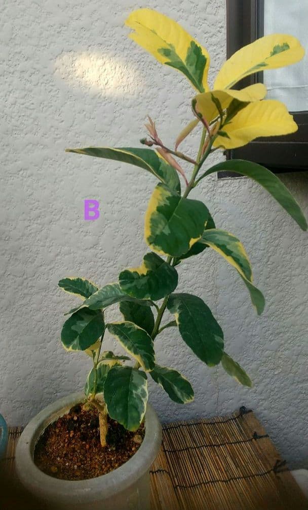 ☀斑入り仏手柑苗 【特価整理出品】 挿し木苗、接ぎ木苗出品前確認用です。 ☀斑入り仏手柑苗 【特価整理出品】 挿し木苗、接ぎ木苗出品前確認用です。