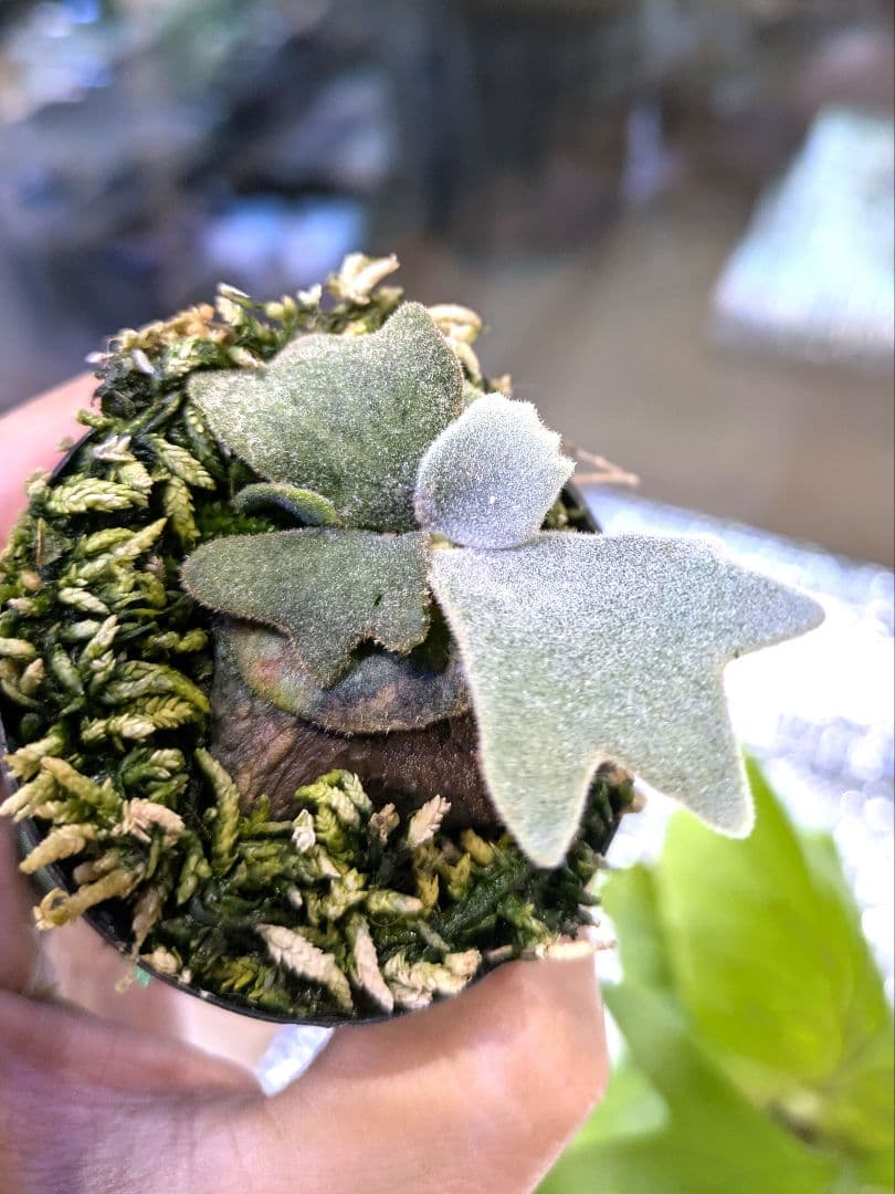 バクテリア　bacteria スポア　セレクト　ウィリンキー　ビカクシダ ビカクシダ☆Bacteria☆ウィリンキー☆バクテリア☆select株