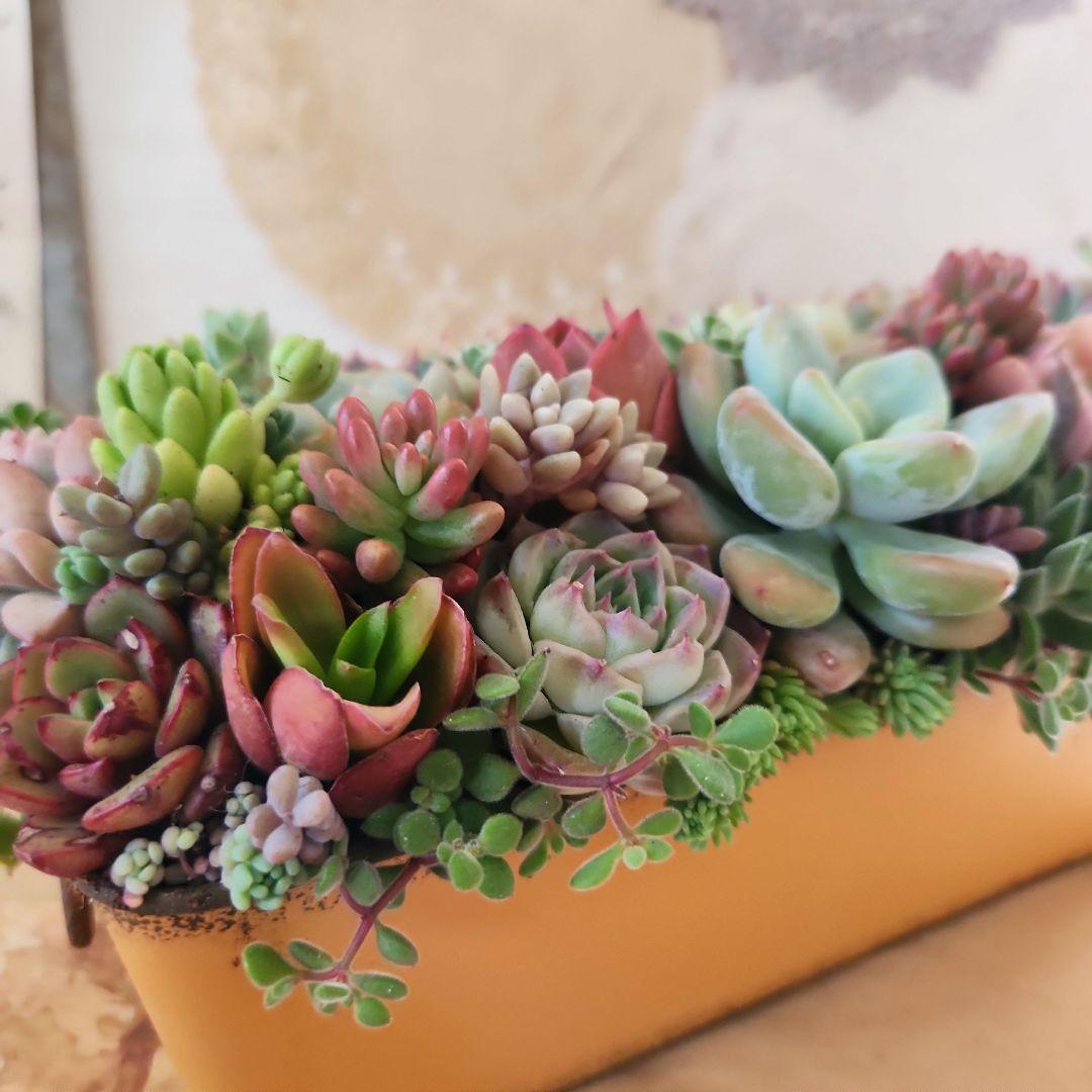 多肉植物寄せ植え　そのまま飾れる　オレンジのブリキポット♪︎*