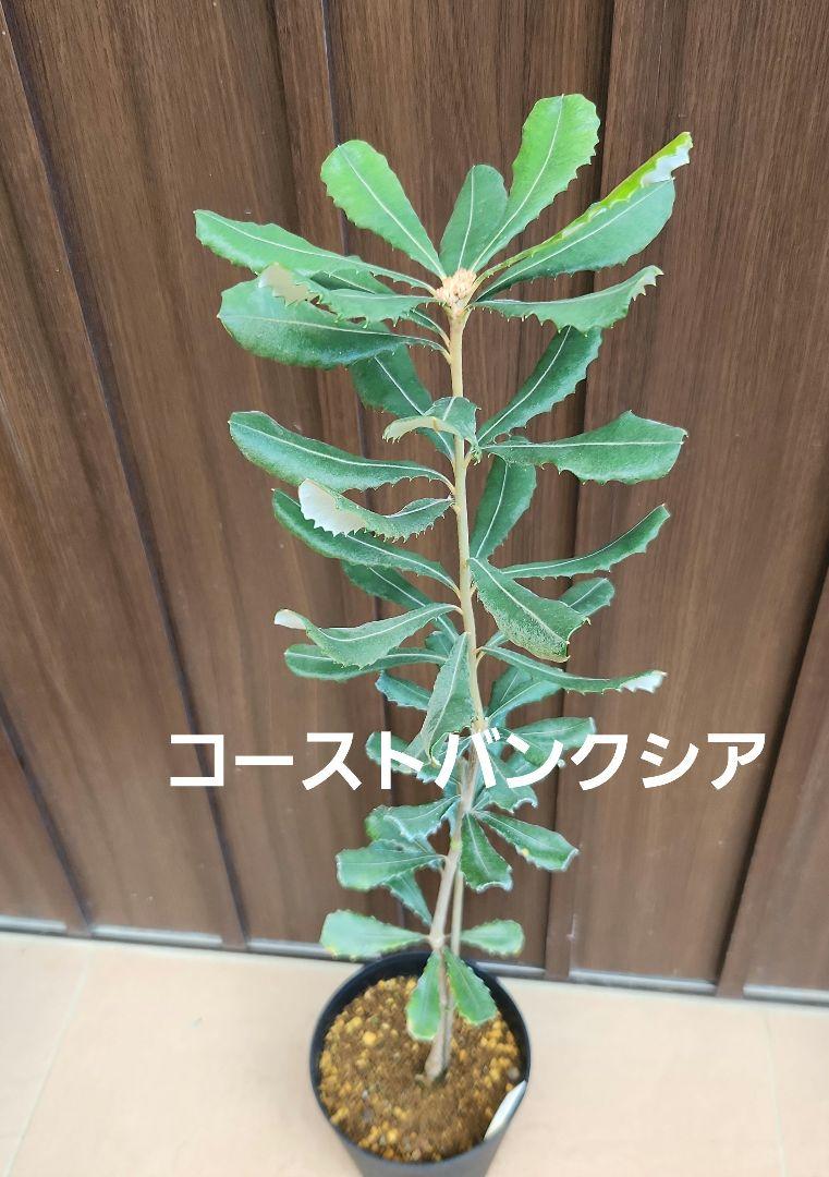 24時間限定タイムセール 鉢植え コーストバンクシア 苗 オージー ワイルドフラワー 苗木 常緑樹