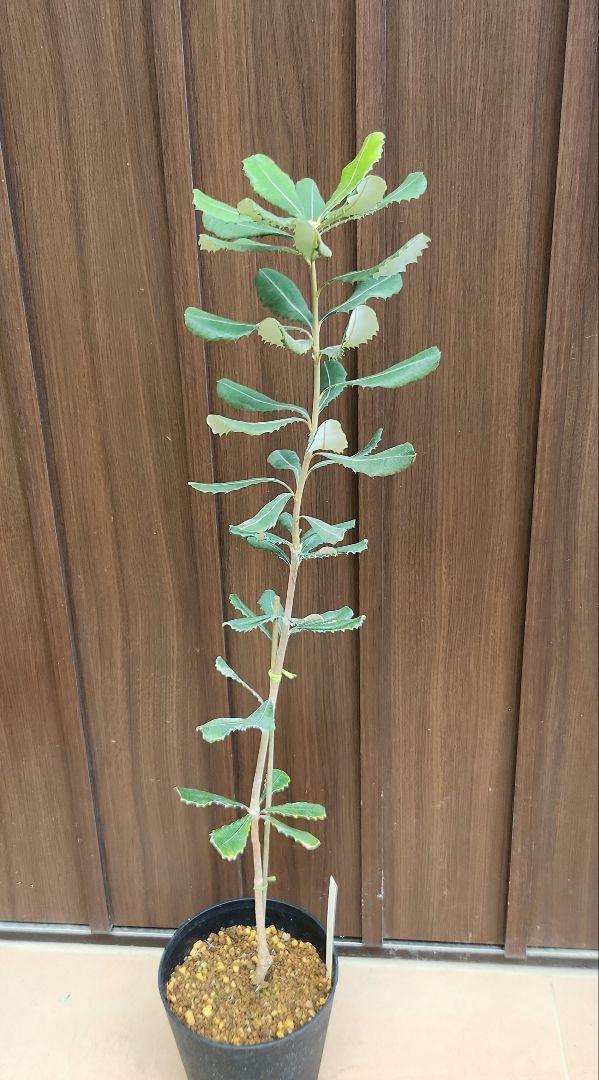 コーストバンクシア 鉢植え 苗 苗木 ワイルドフラワー オージー