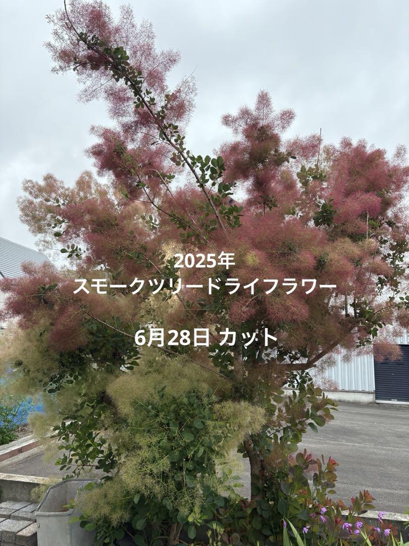 スモークツリー｜園芸日記byfuchi｜みんなの趣味の園芸｜1211200