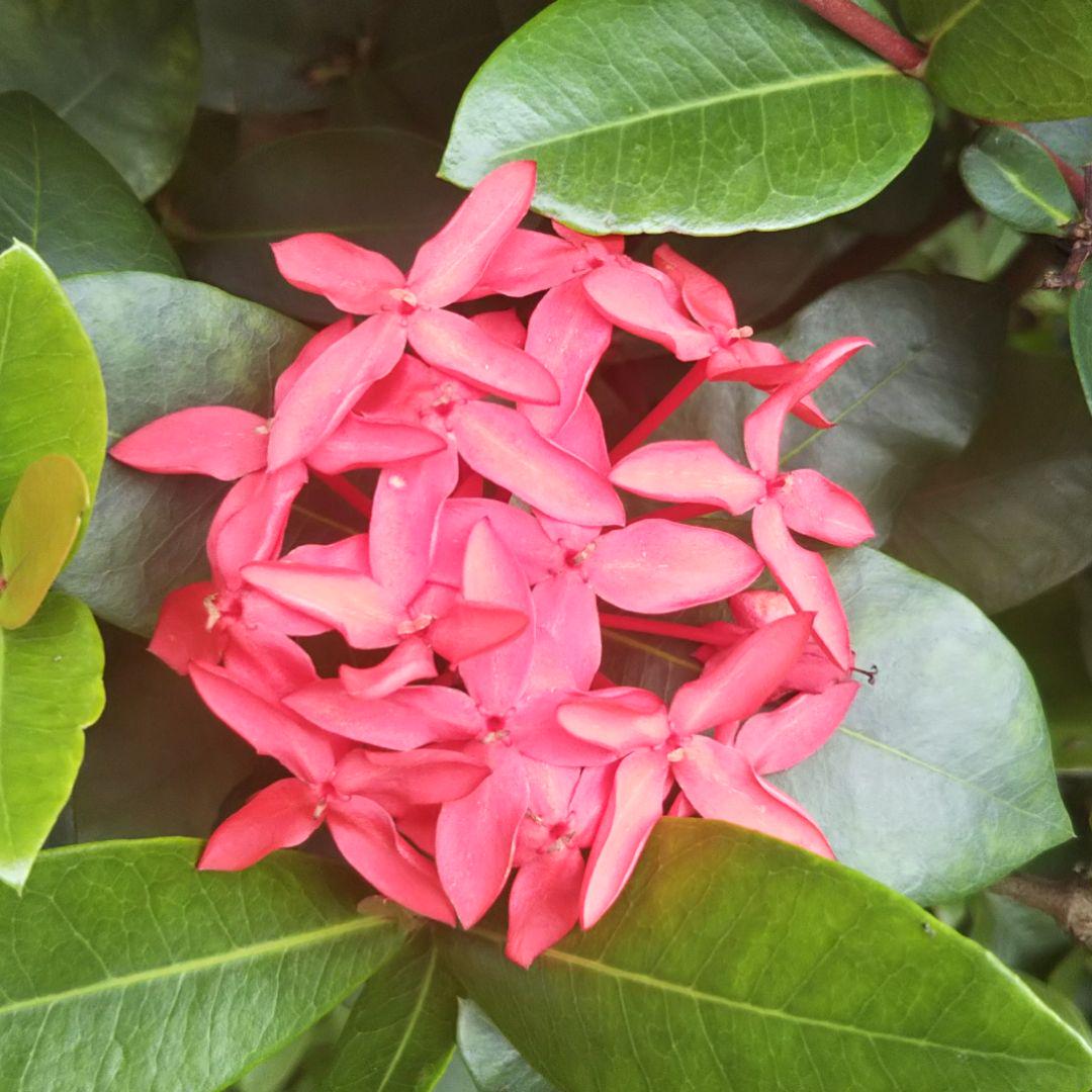 美しい花の画像 ベスト沖縄 植物 花 美しい花の画像 ベスト沖縄 植物 花