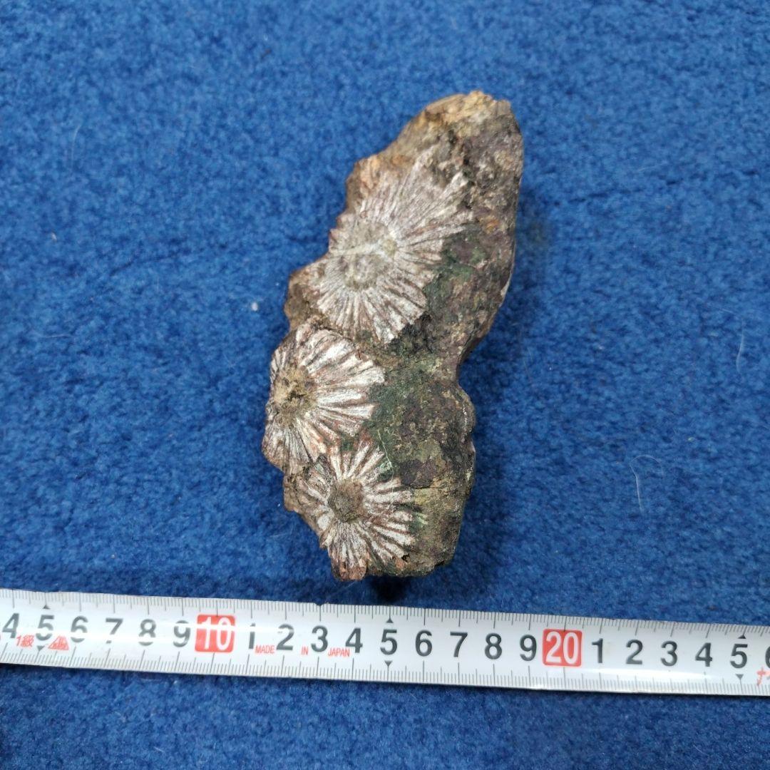本日限定タイムセール　菊花石　 天然石 鉱物 置物