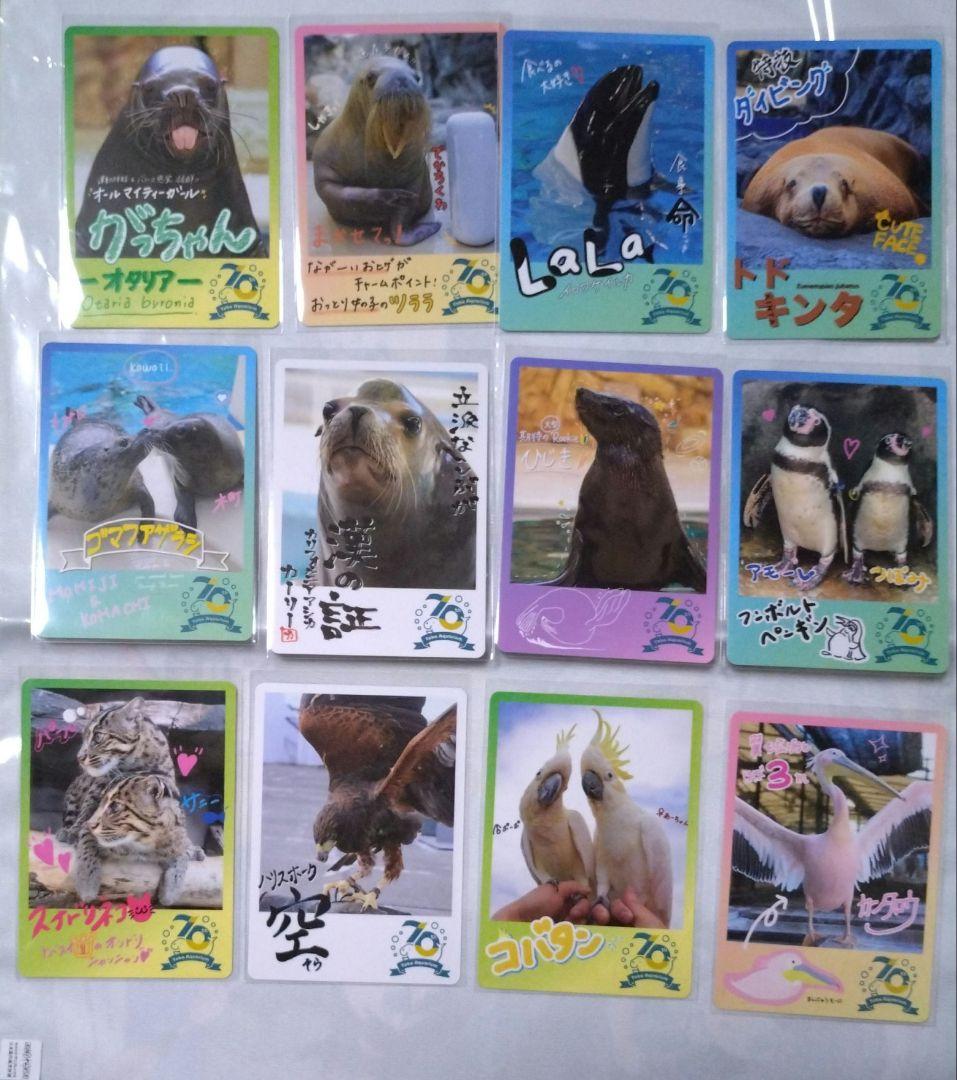 鳥羽水族館 コレクションカード セイウチ ツララ ポウ レア キラ