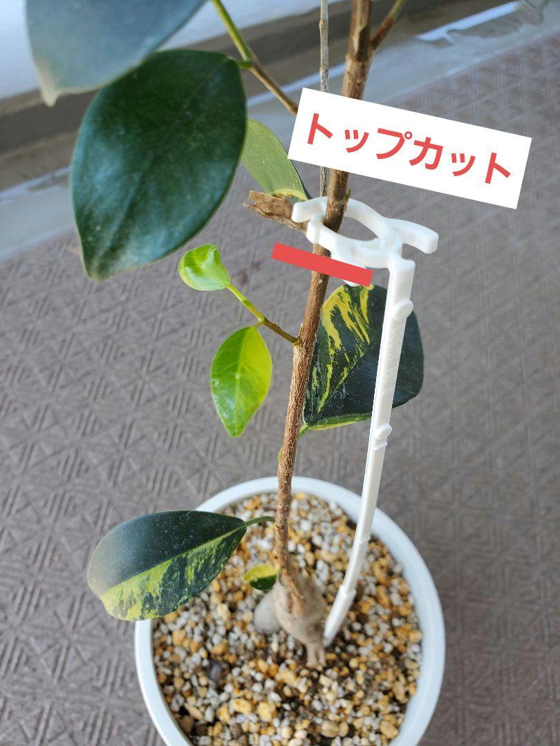 ガジュマル　ライムグリーン斑　トップカット